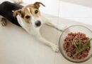 U sirovoj hrani za pse mogu se naći bakterije otporne na antibiotike