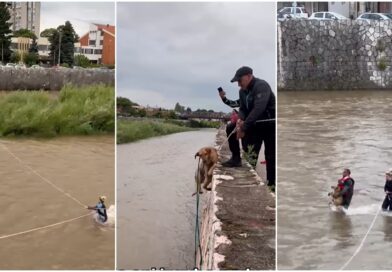 Volonteri u rizičnoj akciji spasili dva psa iz nabujale Nišave Foto:printscreen/instagram.com/udruzenje.pit/