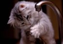 Tri razloga zašto mačke ne vole vodu